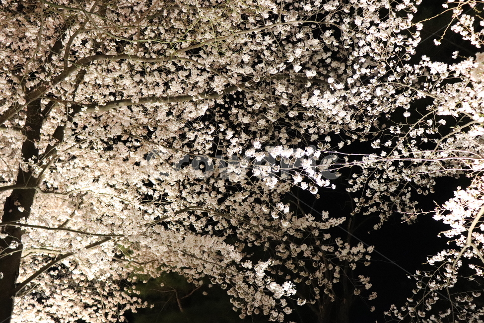 안압지,풍경,야경,밤,한국전통,벚꽃,야간벚꽃,야간개장,봄,계절,spring,season,꽃,flower,plant,식물,blossom,cherry blossom