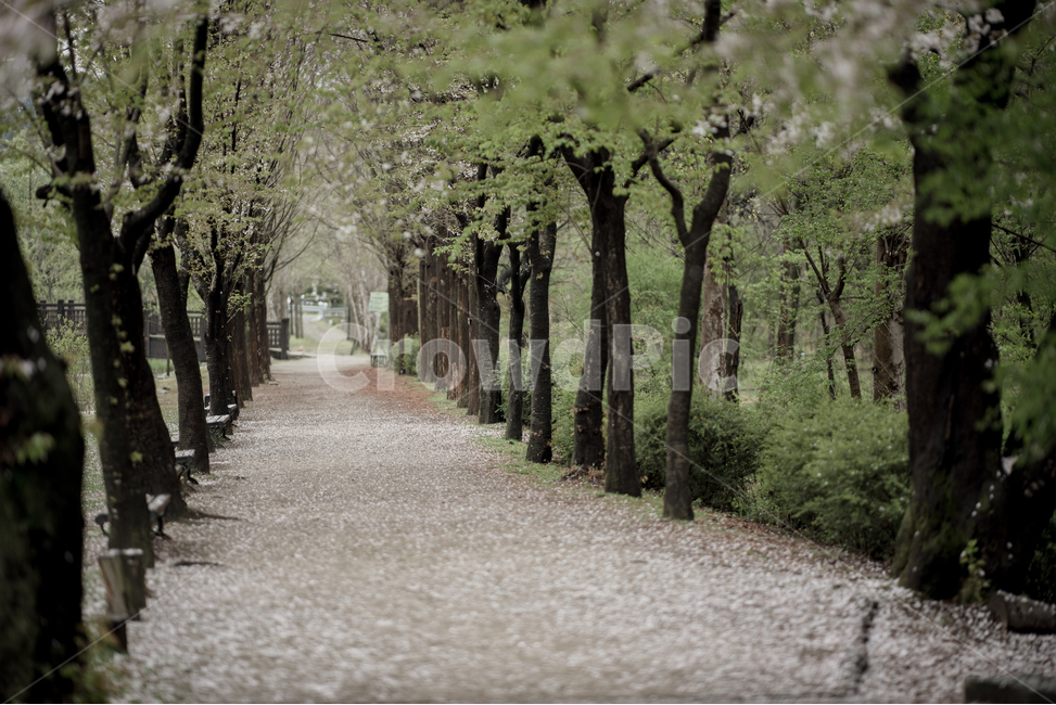 풍경,벚꽃,길,감성,나무,봄,계절,spring,season,자연,풍경,nature,landscape,감성,sensible,feeling,outdoors,옥외