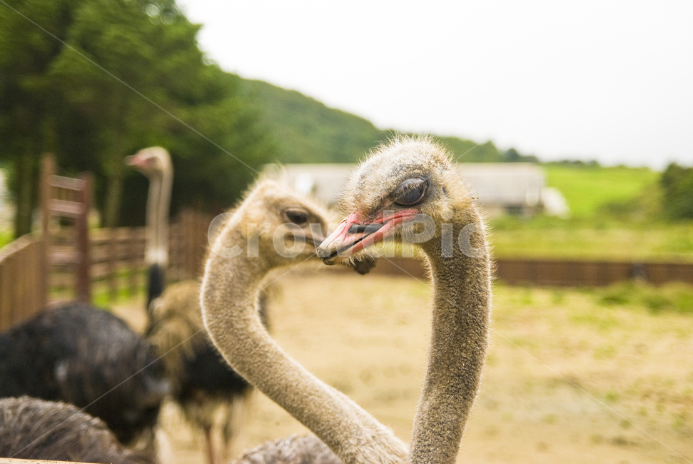 타조,하트,사랑,순간포착,타조농장,타조하트,동물,ostrich,heart,커플,데이트