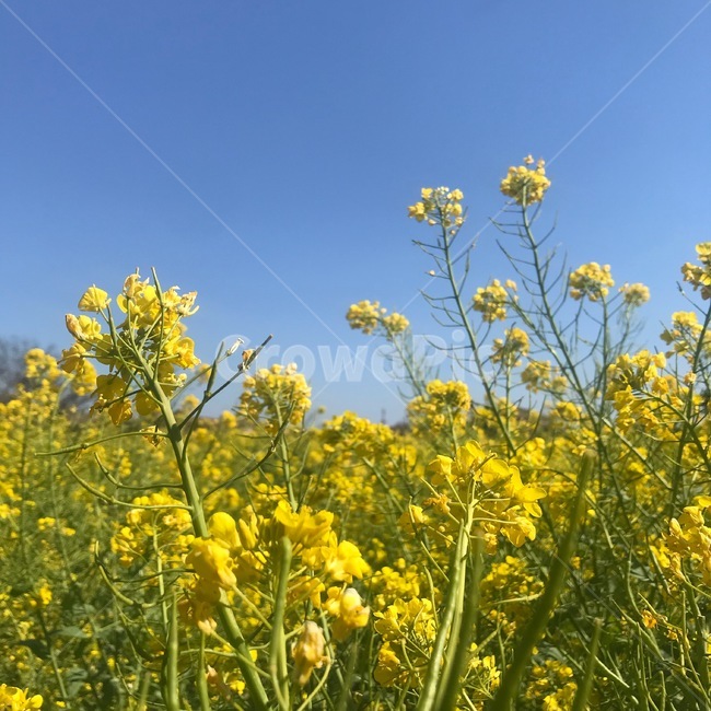 봄,꽃,유채,유채꽃,꽃밭,제주도,제주,flower,식물,자연,plants,nature,꽃,flower