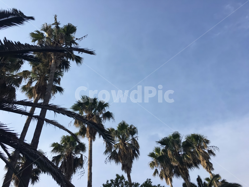 야자수,제주도,제주하늘,제주공항,여름,날씨,식물,나무,tree,plant,palmtree,arecaceae,jeju,island,summer,sky,weather,자연,풍경,nature,landscape,palm tree