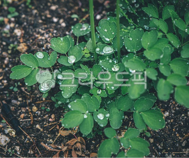 water drop,droplet,leaf water drop,plant,flower water drop,leaf,flower