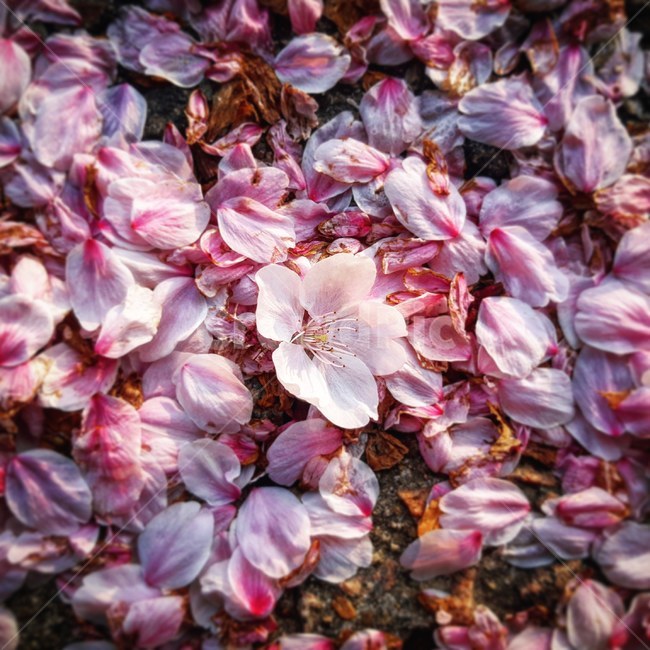 벚꽃,낙화,plant,식물,blossom,flower,꽃,봄,계절의끝,봄,계절,spring,season