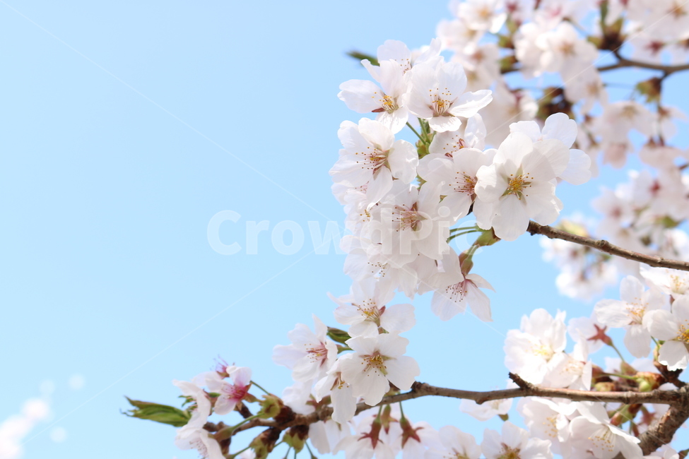 제주벗꽃,제주도벗꽃,벗꽃,벗꽃축제,꽃,봄,계절,spring,season,식물,자연,plants,nature,꽃,flower,plant