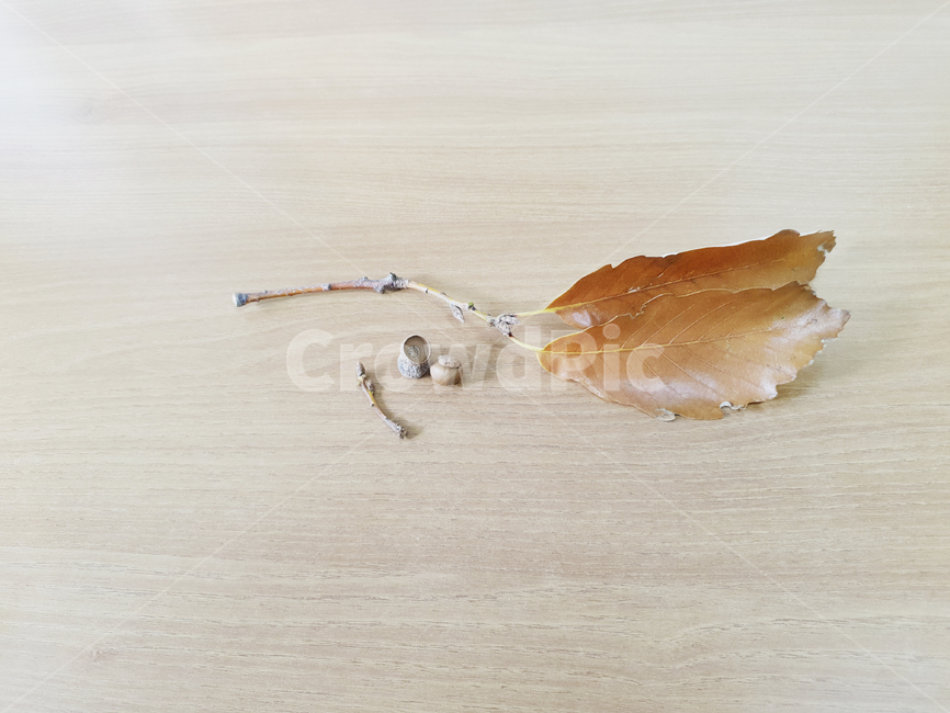 도토리,나뭇가지,잎사귀,나뭇잎,나무잎,나무가지,나무결,가을,갈색,식물,leaf,plant,acorn,acorns,branch