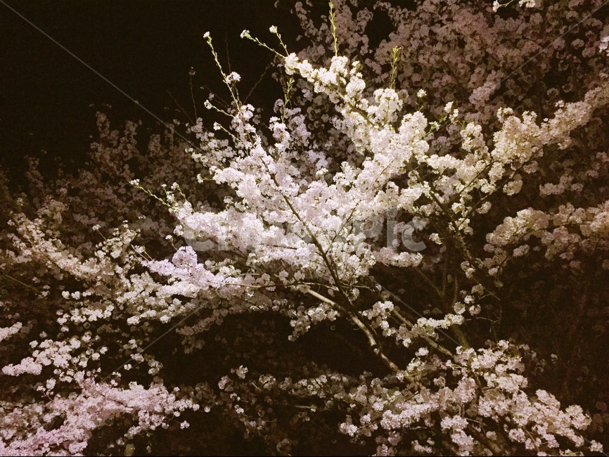 벚꽃,밤,봄,spring,flower,봄,계절,spring,season,야경,밤,풍경,nightscape,night,landscape,식물,자연,plants,nature,꽃,flower,plant,blossom,cherry blossom