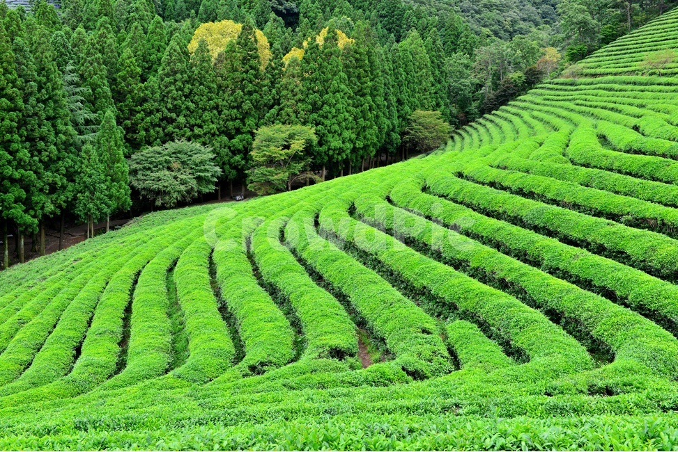 전남,보성,대한다원,녹차밭,녹차잎,연두색,차밭,outdoors,옥외,nature,자연,초록,green,여름,계절,자연,풍경,nature,landscape,한국자연풍경,한국자연경관,korea nature landscape