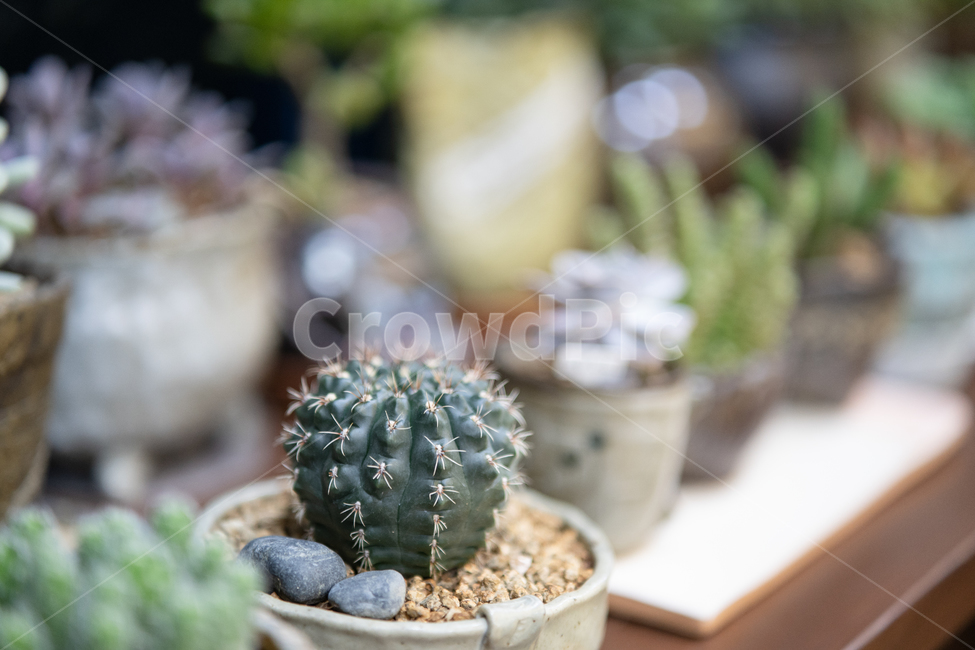 botanical,plant,다육이,다육식물,식물,실내용화초,화분,화초,house plant