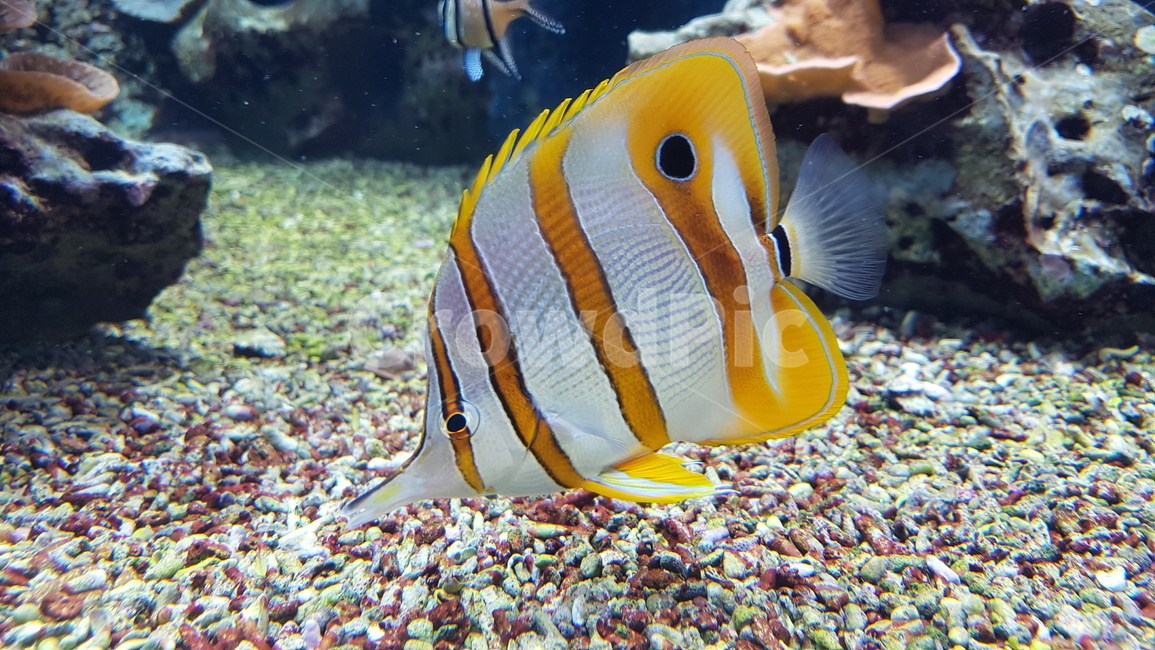 수족관,물,물속,아쿠아리움,열대어,물고기,동물,animal,어류,물고기,fish