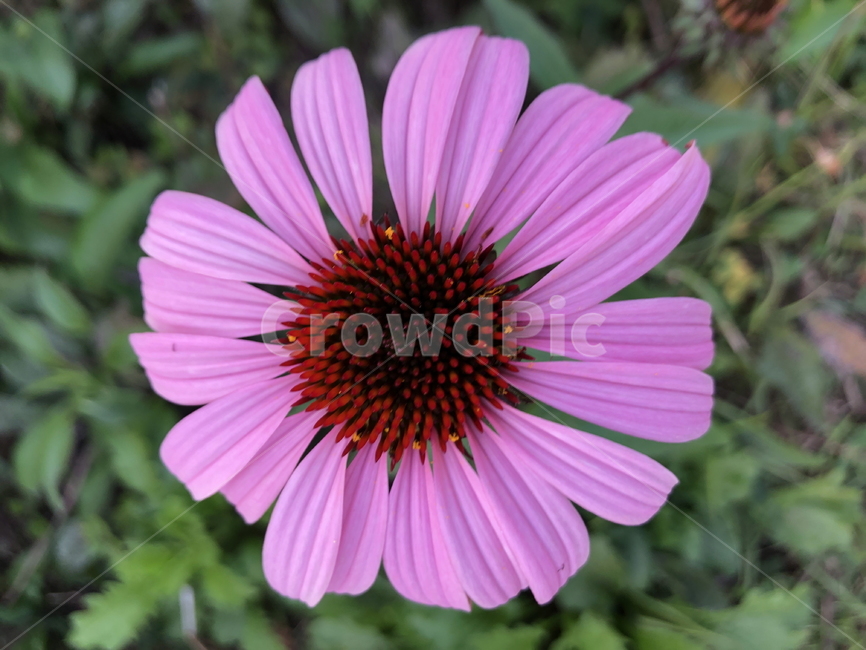 자주루드베키아,꽃,야생화,에키네시아,국화,flower,blossom,식물,꽃잎,plant,petal,식물,자연,plants,nature,꽃,flower