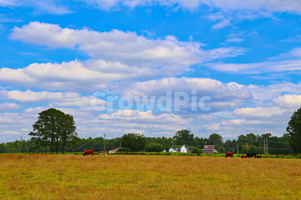 초원,잔디,목초지,파란하늘,목장,자연,풍경,nature,landscape,시골,마을,country,rural,town,동물,animal,포유류,mammal,산업,industry,industrial,목축업,목장,livestock farming,ranching,pasture,weather,날씨,outdoors,옥외,sky,하늘,cloud,구름,cumulus,적운,field,들