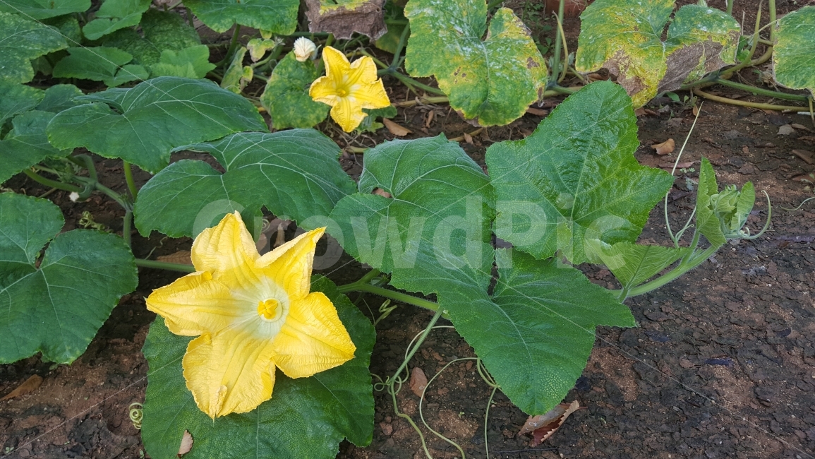 식물,호박,꽃,수술,호박꽃,식물,자연,plants,nature,꽃,flower