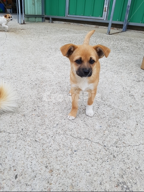 강아지,믹스견,새끼강아지,dog,반려견,동물,animal,포유류,mammal,개,강아지,dog,doggy