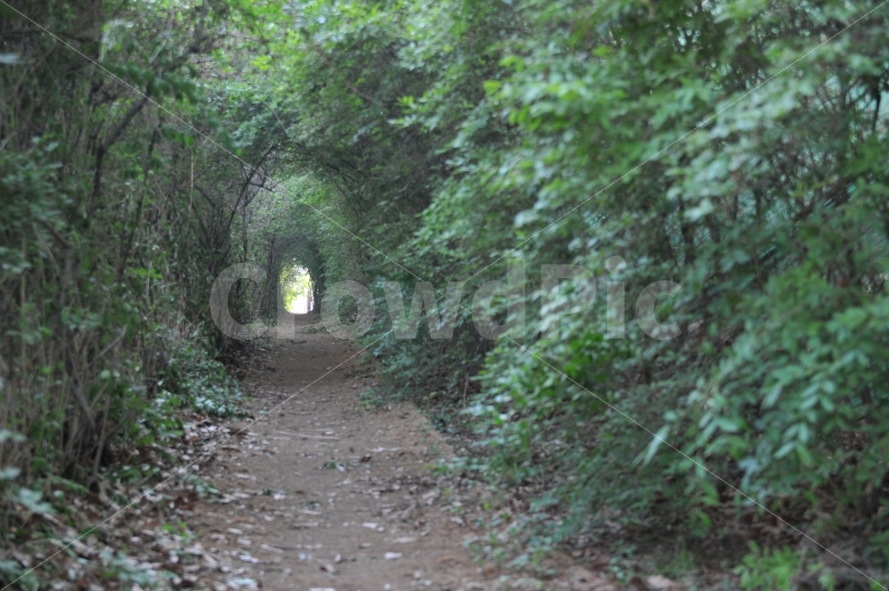 풍경,자연,나무,식물,감성사진,자연,풍경,nature,landscape,outdoors,옥외,garden,정원,arbour,정자