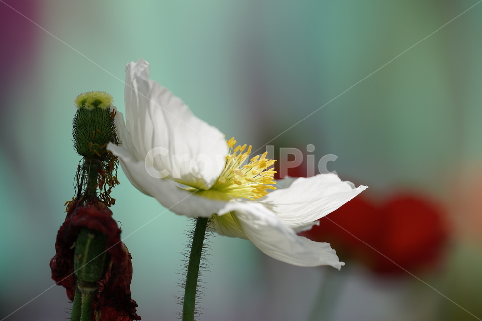 양귀비꽃,꽃,자연,고양꽃박람회,힐링,식물,자연,plants,nature,꽃,flower