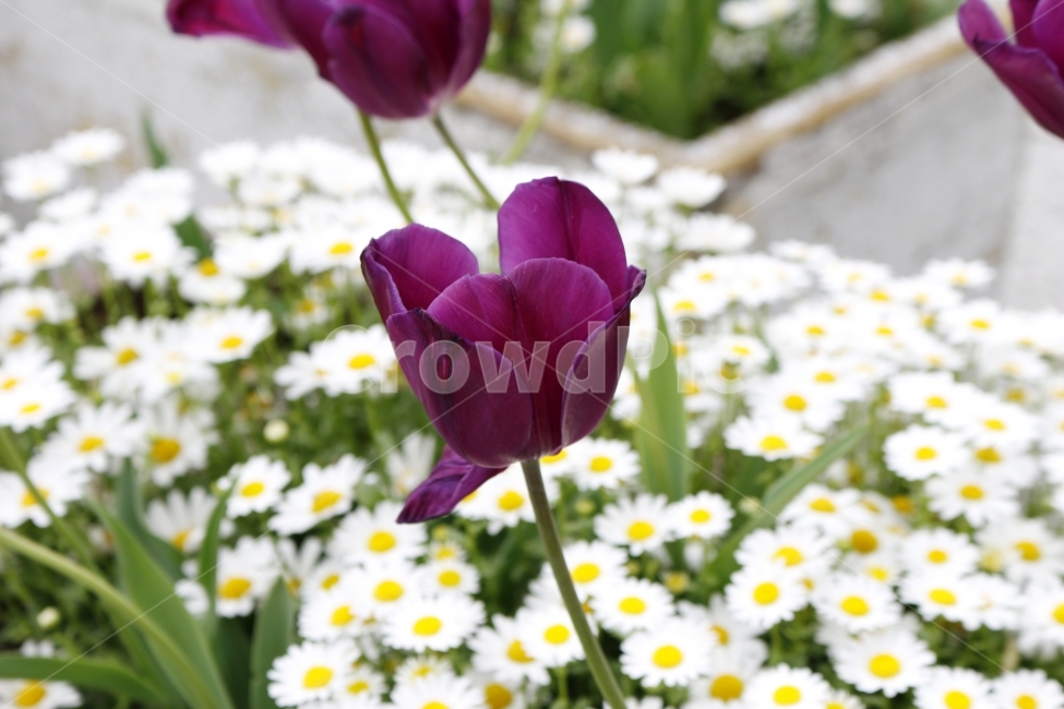 감성,꽃,분위기,식물,자연,plants,nature,flower,휴식,힐링,rest,relaxation,healing,느낌,순간,길거리,골목,튤립,후쿠오카,일본,일본여행,식물,자연,plants,nature,꽃,flower