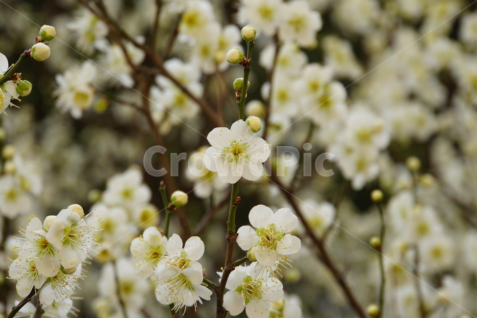 벚꽃,복사꽃,봄,따뜻한,하얀색,봄,계절,spring,season,식물,자연,plants,nature,꽃,flower,plant,blossom