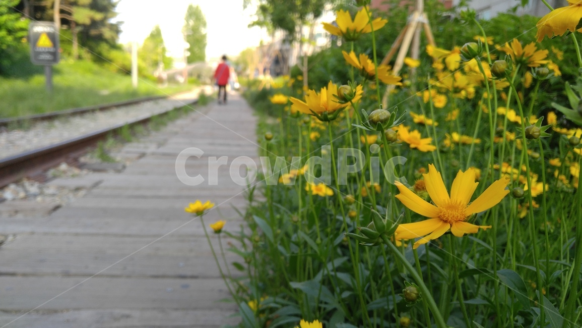 큰금계국,꽃,노랑꽃,노랑색,식물,녹색,철길,배경,감성,계절,flower,yellowflowers,yellow,plants,green,arailroadtrack,background,emotional,season
