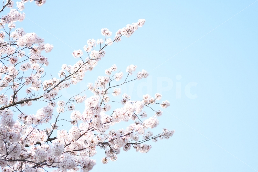 봄,벚꽃,사쿠라,꽃,풍경,봄,계절,spring,season,식물,자연,plants,nature,꽃,flower,나무,trees,wood,plant,blossom