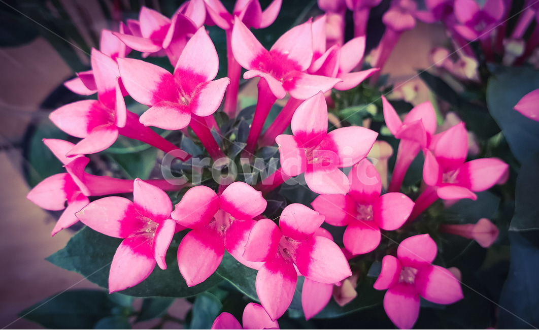 봄,꽃,화분,화초,핑크,식물,자연,plants,nature,꽃,flower