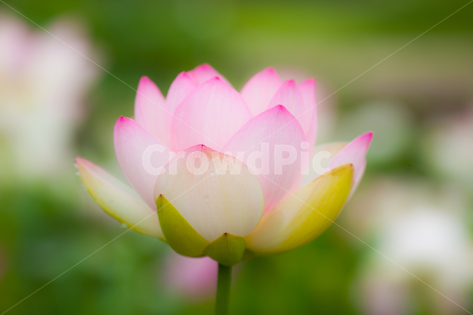 연꽃,연잎,분홍,파스텔컬러,식물,plant,flower,꽃,blossom,식물,자연,plants,nature,꽃,flower