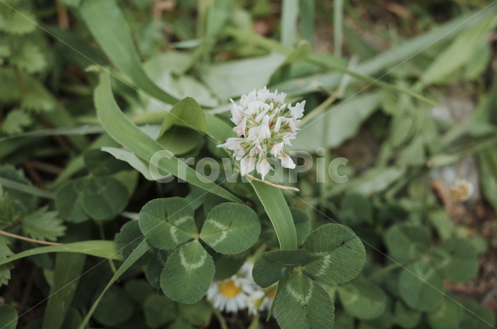 plant,식물,blossom,flower,꽃,flora,green,leaf,잎,초록,토끼풀,white,흰,흰꽃,하얀,하얀꽃