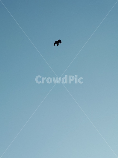 풍경,하늘,새,날아오름,비상,landscape,sky,flyhigh,자연,풍경,nature,landscape,animal,동물,bird,flying,나는,adventure,모험,leisure activities,레저 활동