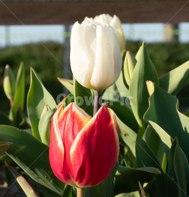 튤립,tulip,낙동강튤립,nakdongrivertulip,예쁜튤립,prettytulips