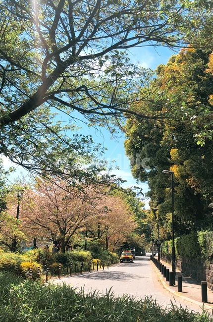 봄,자연,풍경,나무,공원
