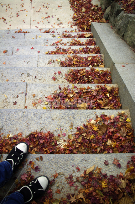 가을,fall,식물,plant,단풍,잎,낙엽,계단,가을,계절,fall,autumn,season