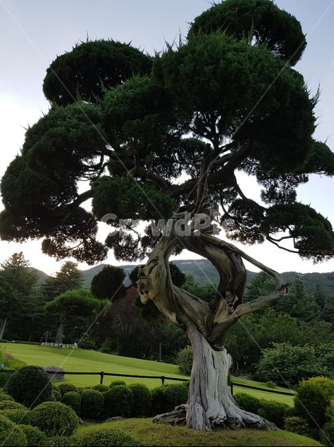 소나무,아침,식물원,하늘,treetrunk,plant,식물,자연,plants,nature,나무,trees,wood