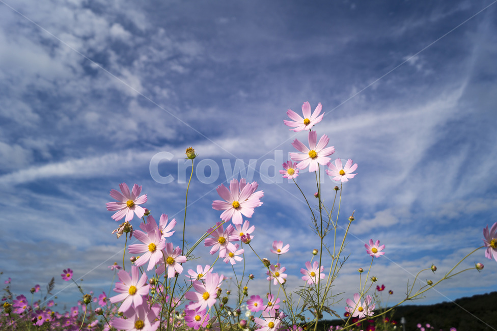 하중도,하늘,꽃,코스모스,꽃밭,가을,계절,fall,autumn,season,식물,자연,plants,nature,꽃,flower,plant,blossom,petal,꽃잎,spring,봄