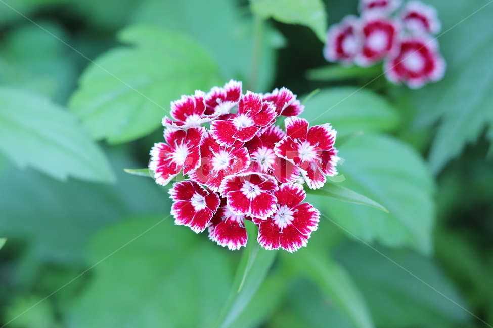 꽃,정원,자연,빨간,아름다운,식물,자연,plants,nature,꽃,flower