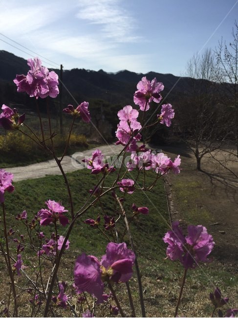 spring,spring flowers,Chungju Camping Site,spring sky,Azalea