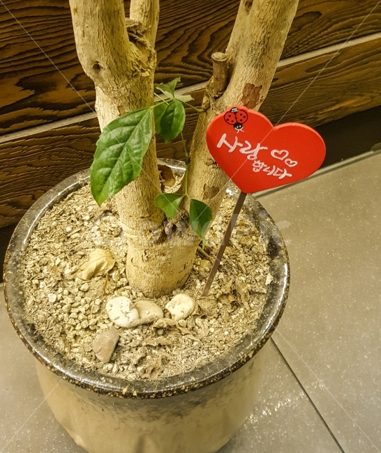 화분,사랑,나무,하트,나뭇잎,선물,식물,자연,plants,nature,기념일,축하,anniversary,congratulation,celebrate,celebration