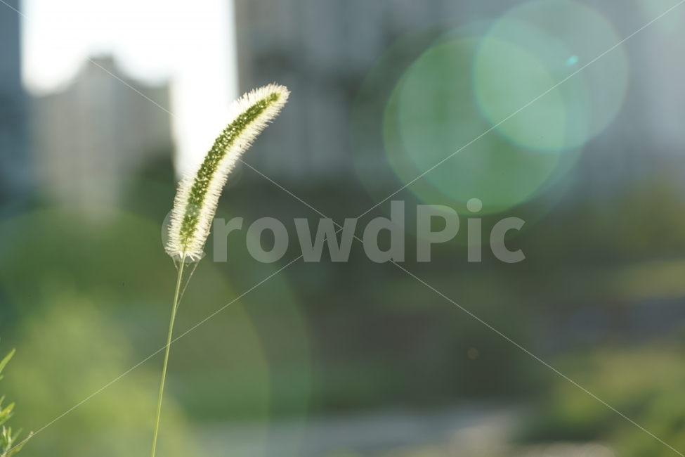 강아지풀,풀,식물,감성,감성사진,풍경,풍경사진,생명,그린,느낌,감성샷,자연,식물,자연,plants,nature,휴식,힐링,rest,relaxation,healing,감성,sensible,feeling