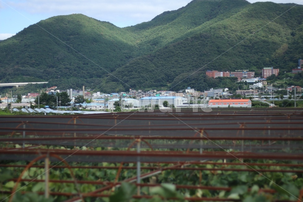 포도밭,시골,산,산골,할머니댁,nature,자연,outdoors,옥외