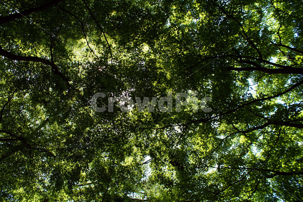 나무,나뭇잎,그늘,숲,산,그림자,햇빛,초록색,여름,trees,leaves,forests,mountains,shadows,sunlight,green,summer