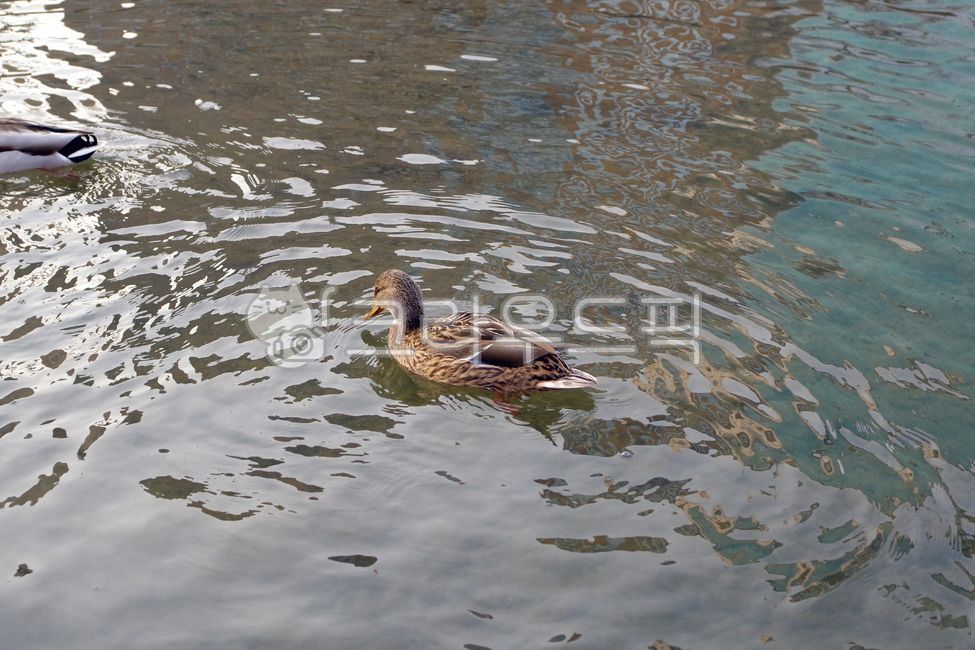 불광천,오리,조류,야생조류,하천,seoul,duck,bird,wildbird,pair,river,동물,animal