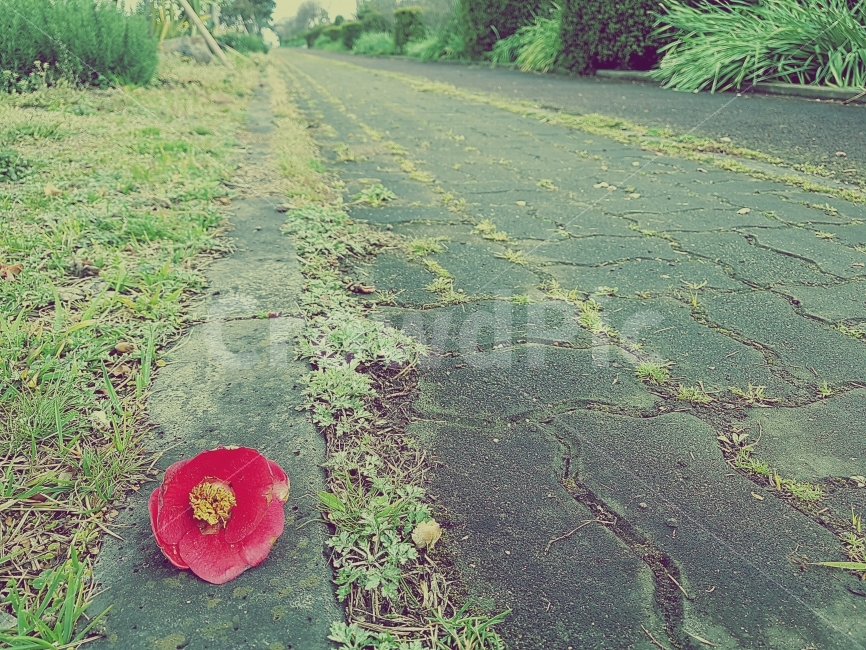 꽃,길,꽃길,빈티지,배경화면,빨간꽃,낙화,떨어진,꽃잎,식물,자연,plants,nature,꽃,flower