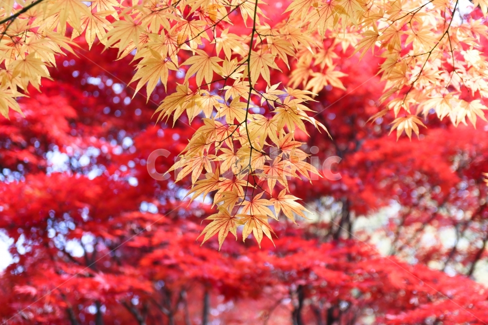서울숲,단풍잎,가을,풍경,자연,가을,계절,fall,autumn,season,식물,자연,plants,nature,leaf,잎,plant,tree,나무,maple,단풍