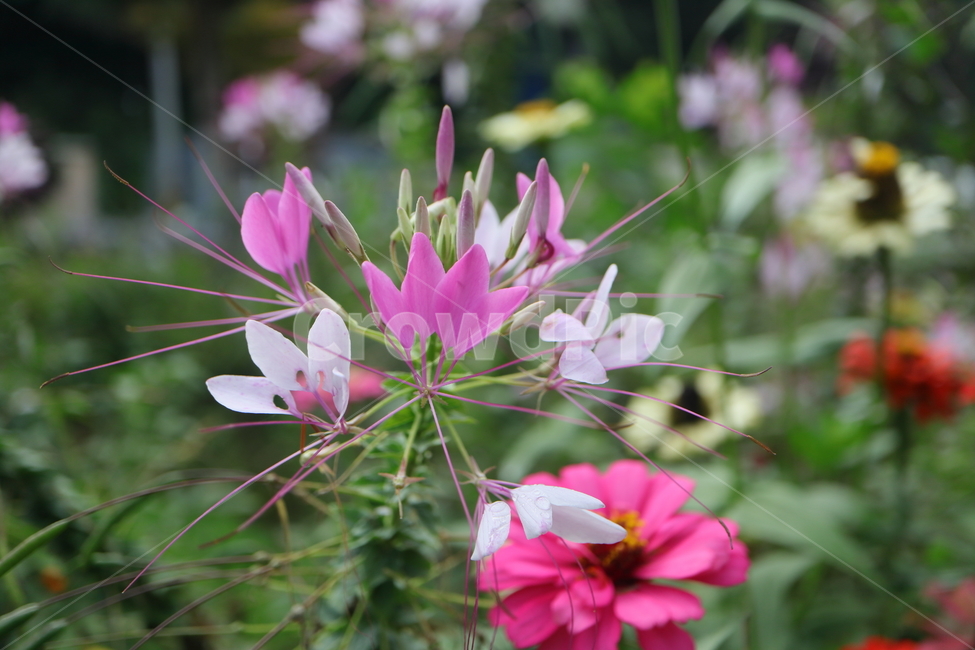 plant,식물,flower,꽃,blossom,풍접초,cleomehassleriana,tarenayahassleriana,양귀비목,백화채,양각채,거미꽃,spiderflower,거미식물,spiderplant,분홍색여왕,pinkqueen,할아버지수염,grandfatherswhiskers