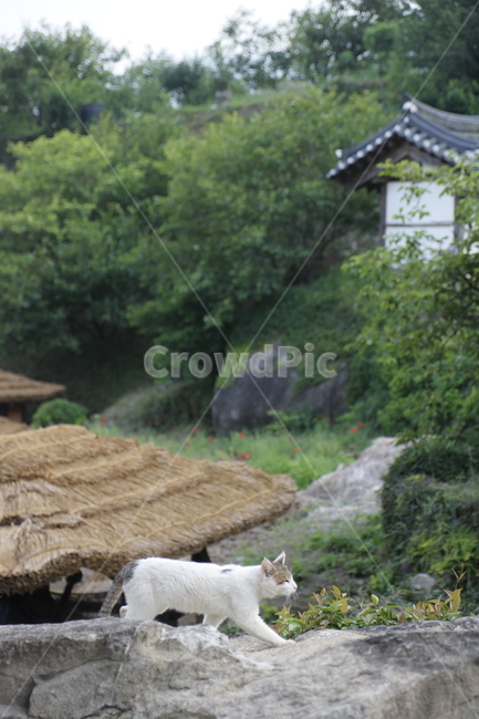 고양이,길냥이,자연,풍경,초가집,동물,animal,포유류,mammal,고양이,cat,kitten,kitty
