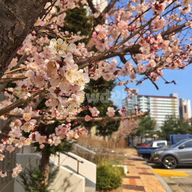 집앞,벚꽃,자연,나무,꽃