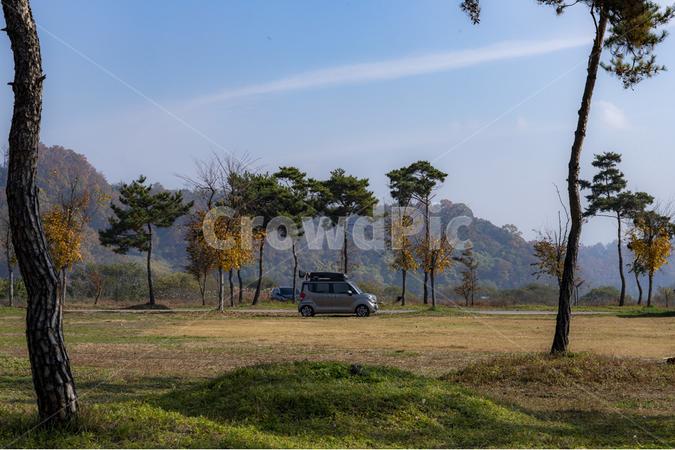 tree,나무,plant,식물,가을