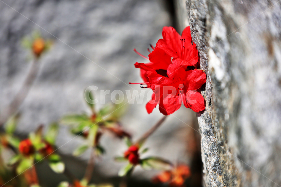 바위,철쭉,식물,감성사진,자연풍경,봄,계절,spring,season,식물,자연,plants,nature,꽃,flower,geranium,제라늄,blossom,plant