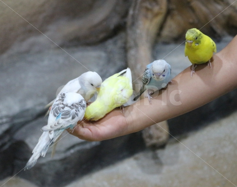 앵무새,앵무새체험,사랑앵무,사랑앵무새,앵무새먹이주기,동물,animal,조류,새,birds,사람,인물,인간,human,person