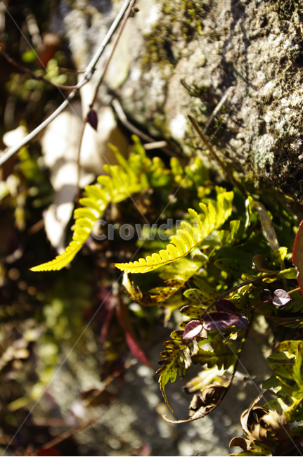 이끼,바위,잎,빛,식물,식물,자연,plants,nature