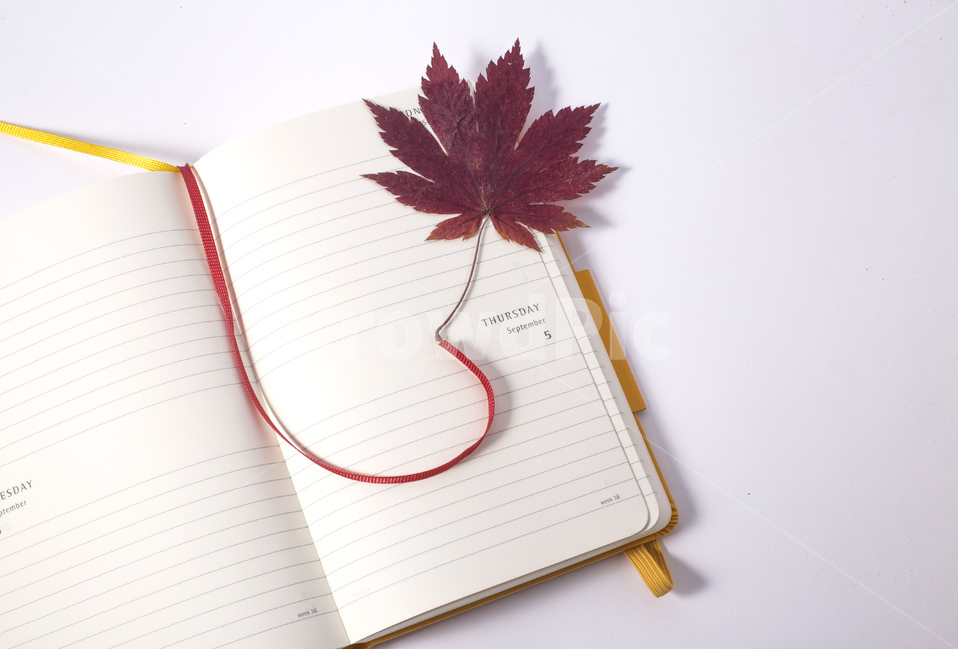 노트,다이어리,메모,기록,낙엽,단풍잎,가을,책갈피,가을,계절,fall,autumn,season,book,도서,leaf,잎,plant,식물,diary,일기