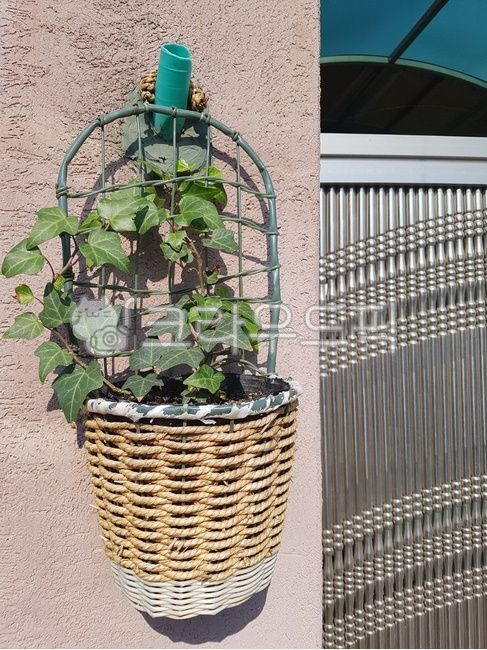 green plants,pot,plant,wall hanging flower pot